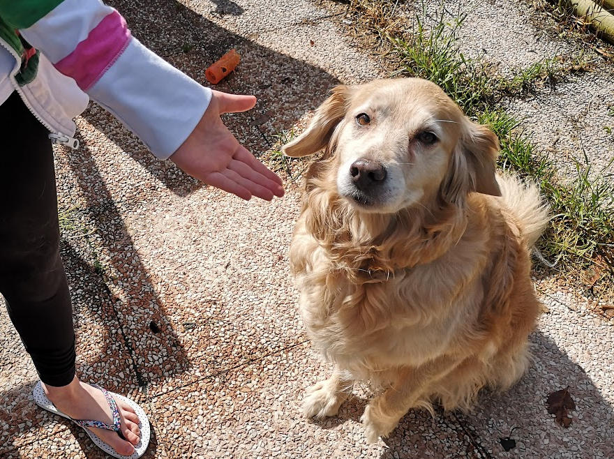 Dire bonjour à un chien